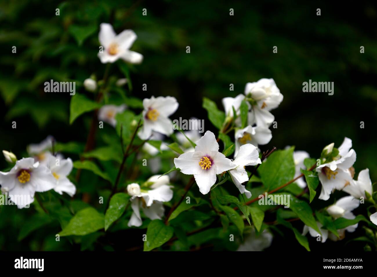 Philadelphus Belle Etoile,orange mock,fleur blanche,fleurs,fleurs,fleurs,feuilles,arbustes,senteur,parfum, gros plan, orange mock,RM Floral Banque D'Images