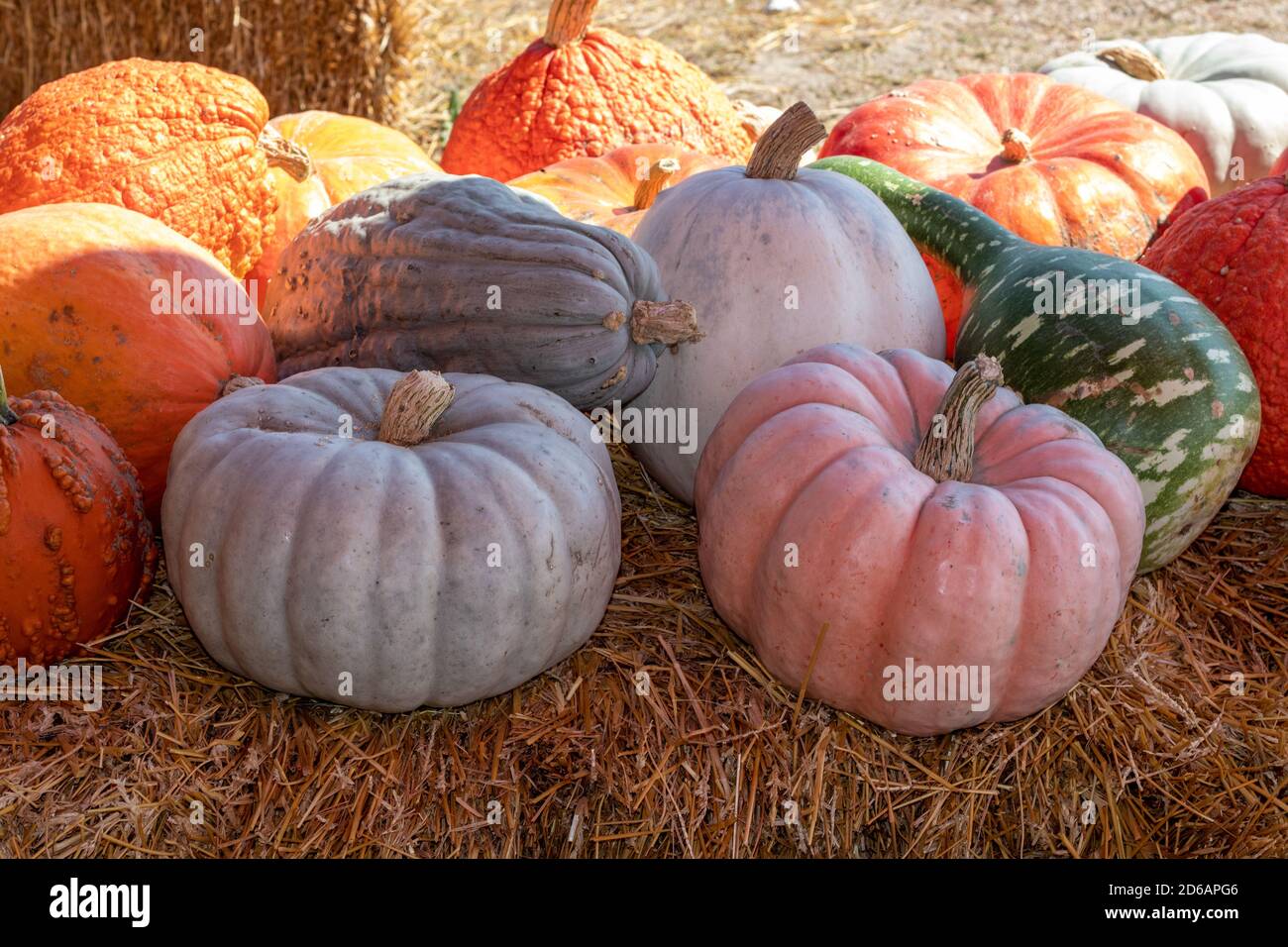 Vue de face du marché agricole terrain de citrouilles sur une balle de foin. Photo de haute qualité Banque D'Images