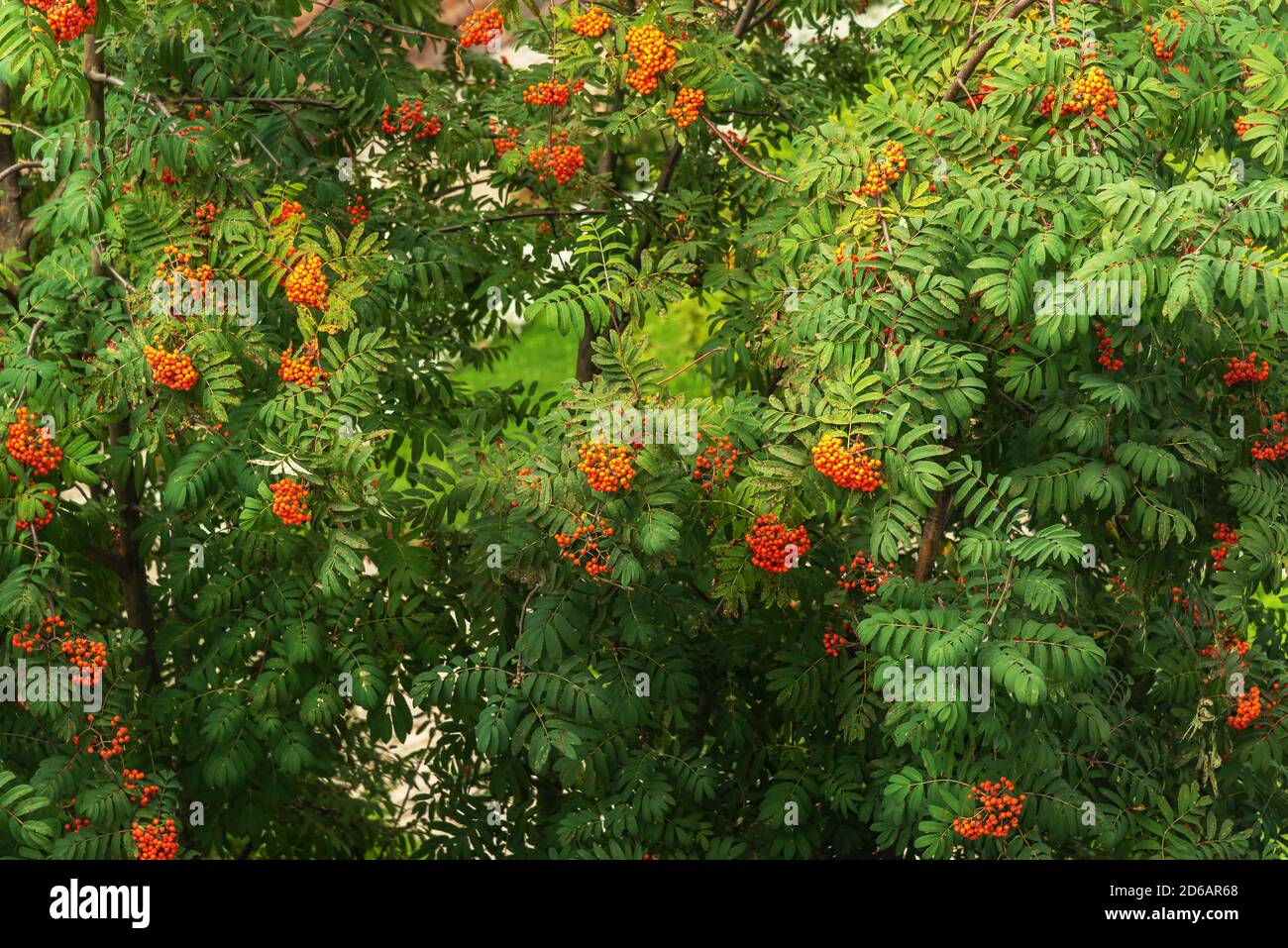 Arbustes aux baies de Rowan, arbre aux baies avec fruits Banque D'Images