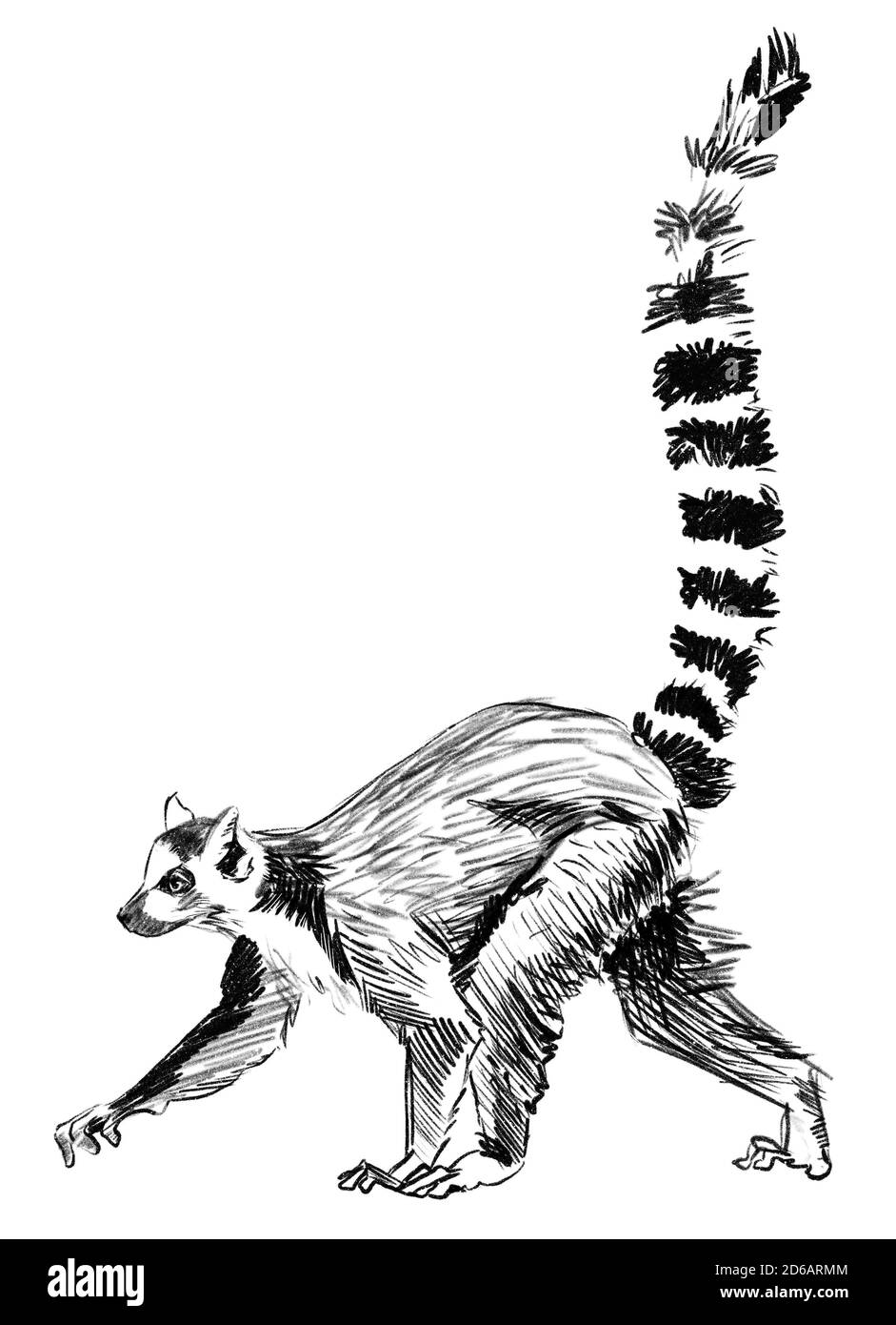 Esquisse Lemur, madagascar. Illustration crayon dessinée à la main Banque D'Images