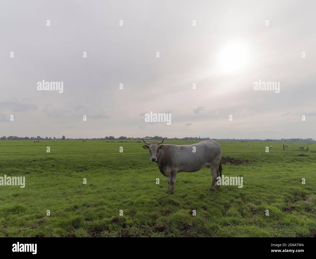 Une vache gascon debout dans la prairie Banque D'Images