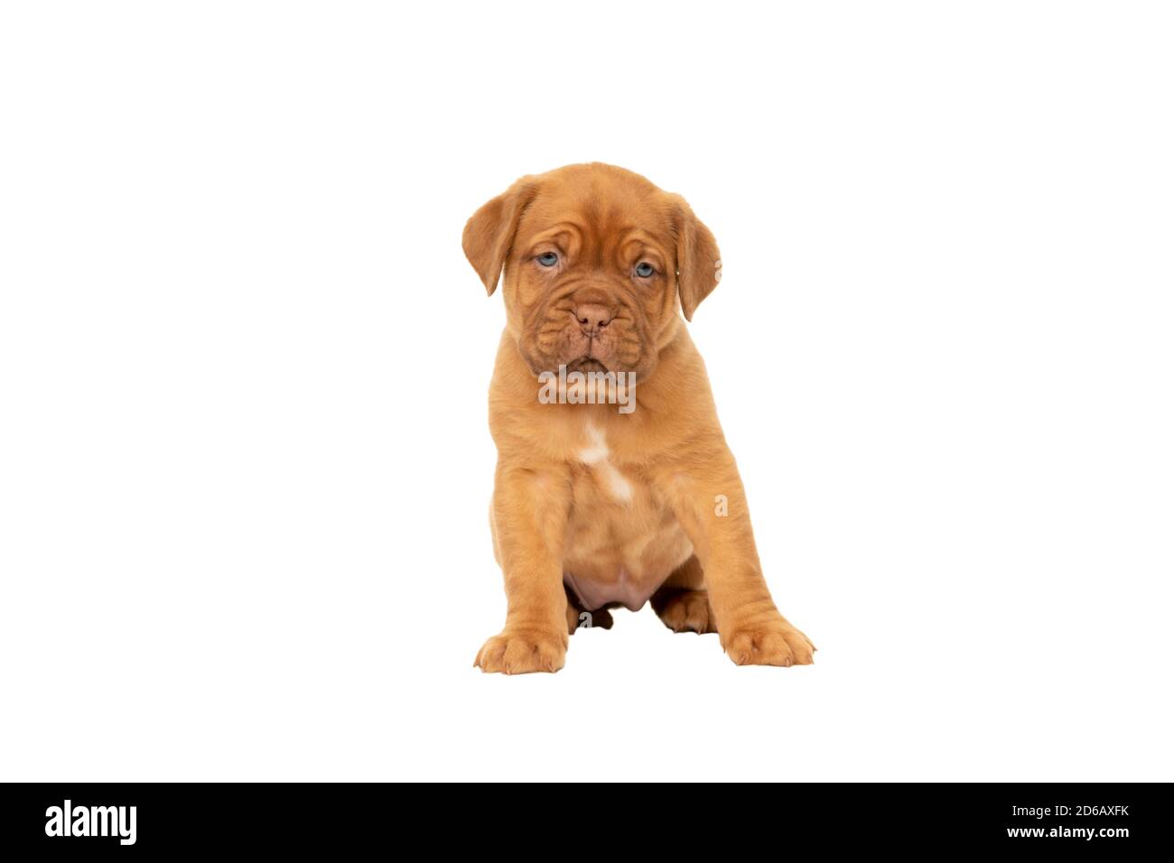 Mignon Chiot Francais Race Dogue De Bordeaux Assis Isole Arriere Plan Blanc Avec Espace De Copie Photo Stock Alamy