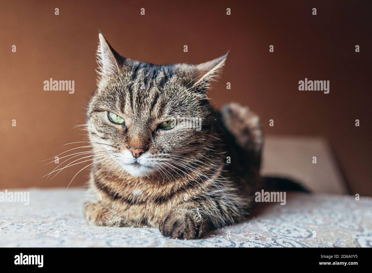 Portrait Amusant Arrogant A Poil Court Domestique Tabby Chat Se Detendre A La Maison A L Interieur Un Petit Chaton Adorable Membre De La Famille Jouant A La Maison Sante Et Concept Animal