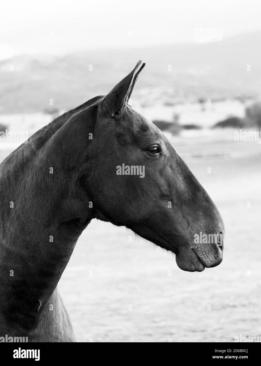 gros plan de la face d'un cheval du côté, noir et blanc, en plein air dans les montagnes de Segovia, Castilla y Leon, Espagne Banque D'Images