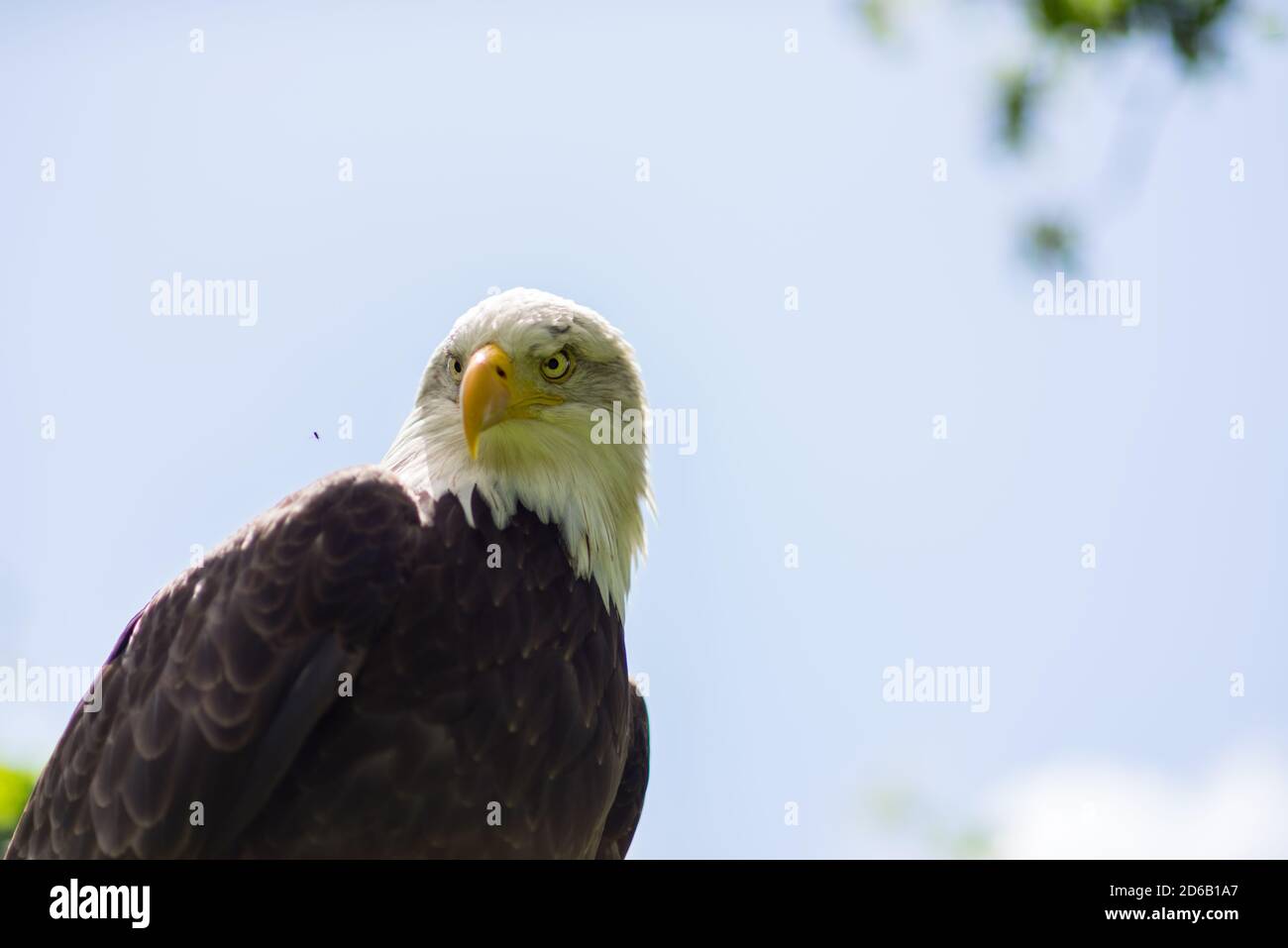 Portrait d'un aigle royal américain ( Haliaeetus leucocephalus ) vu de dessous contre un ciel bleu clair dans le Été oiseau de proie prédateur Banque D'Images