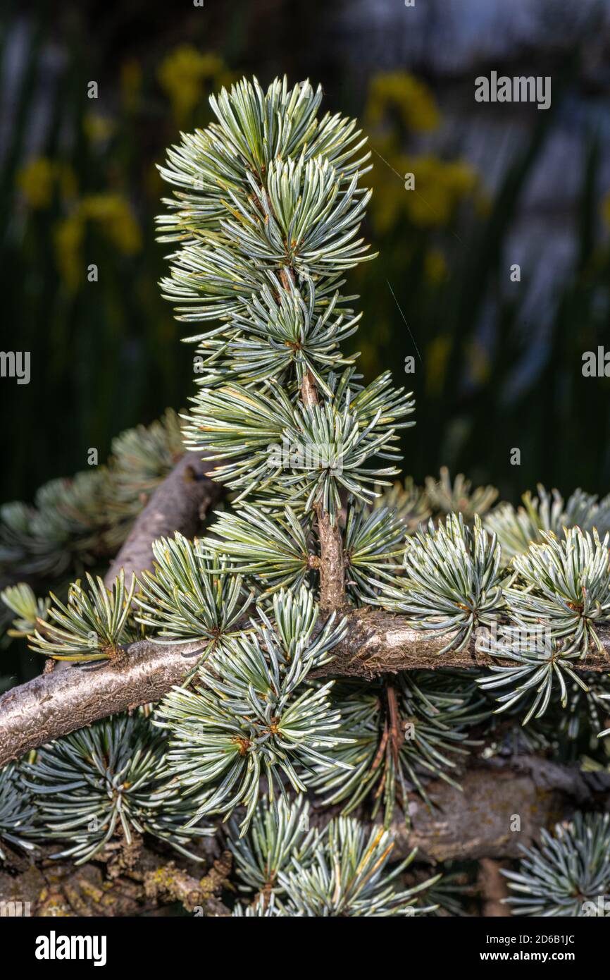 Feuilles de cèdre bleu pleureux (Cedrus atlantica 'glauca pendula') Banque D'Images