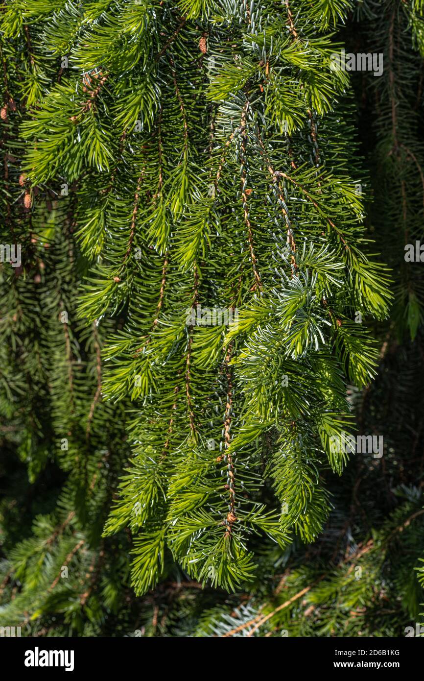 Feuilles de l'épinette serbe de Weeping (Picea omorika 'pendula') Banque D'Images