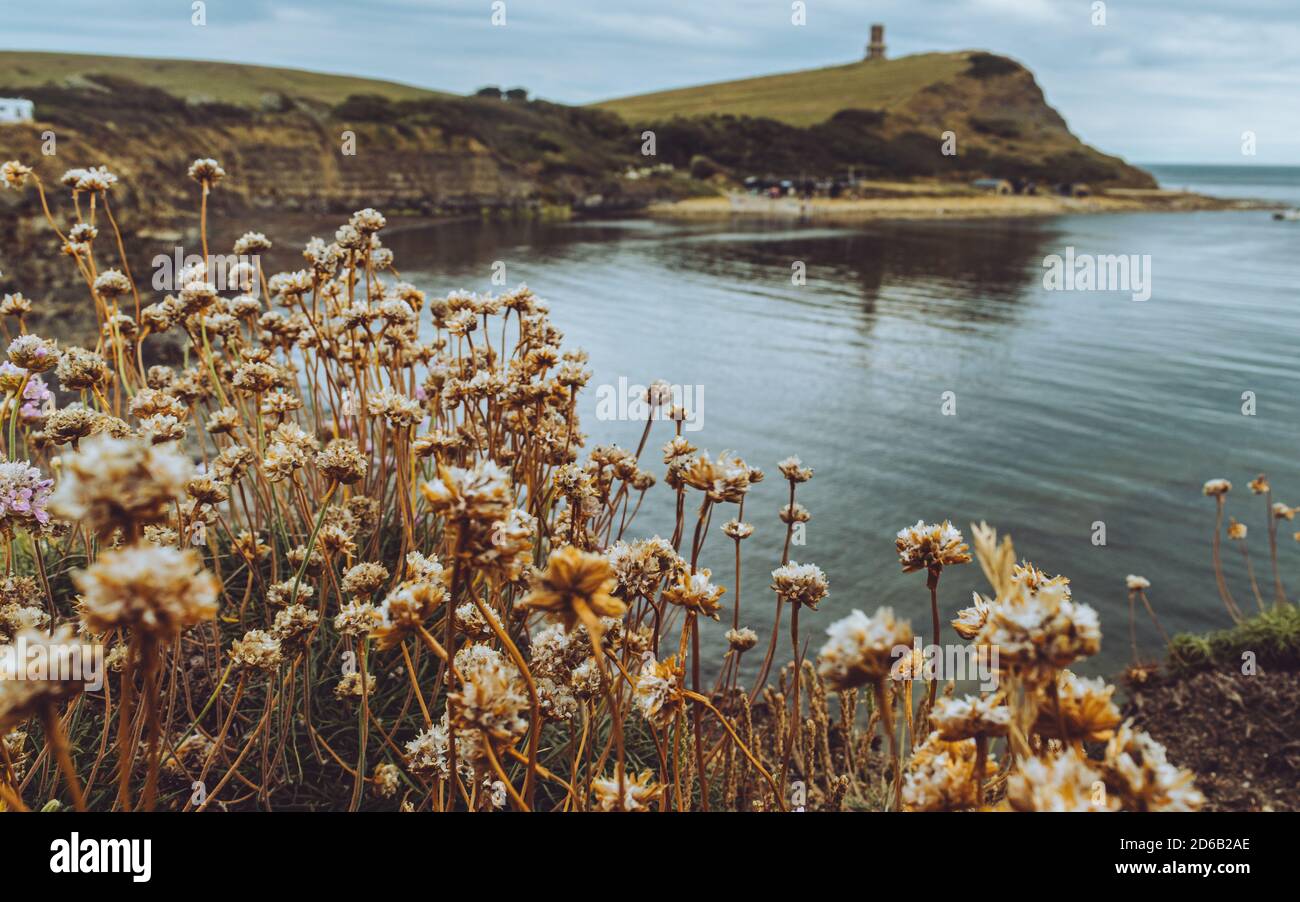 Vue sur la baie de Kimmeridge, Dorset Royaume-Uni, vue sur le paysage à travers les fleurs du rivage de mer, jour venteux au bord de la mer, Tour de pierre sur la colline avec spectaculaire Banque D'Images