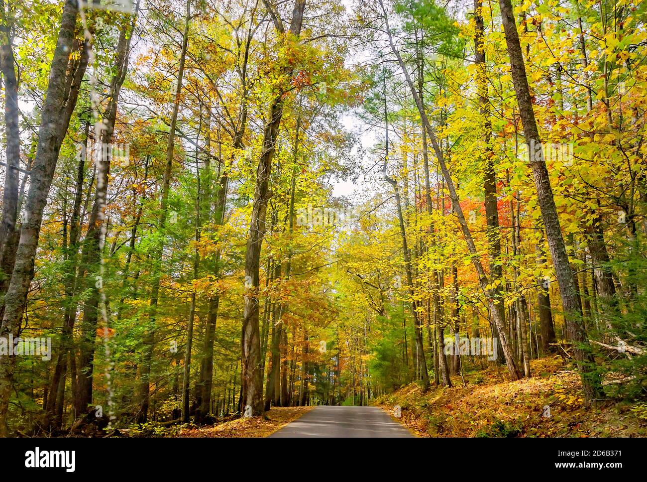 Le feuillage d'automne ajoute des touches de couleur le long d'une route à Cades Cove, le 2 novembre 2017, au parc national des Great Smoky Mountains, dans le Tennessee. Banque D'Images