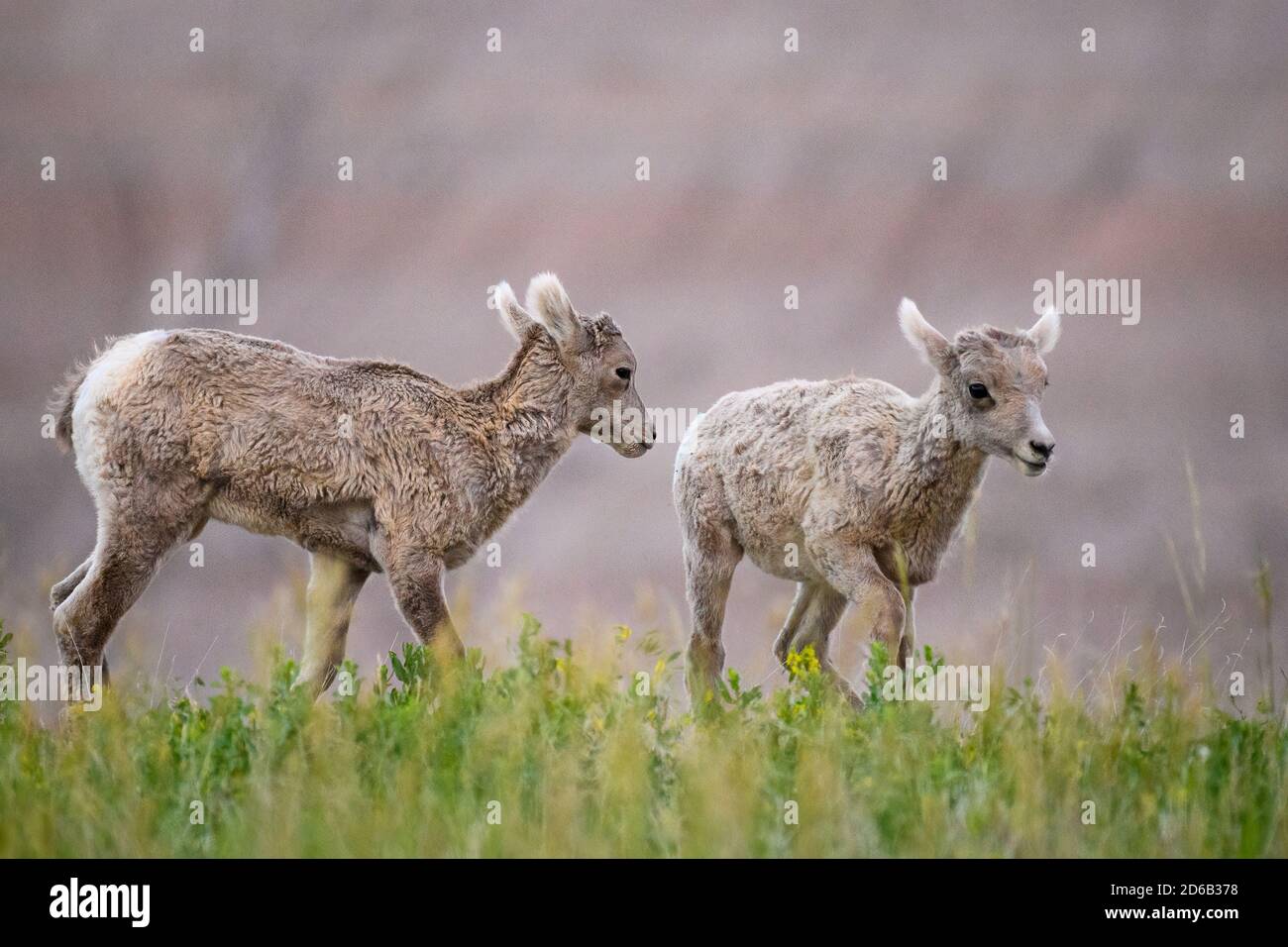 Agneaux de mouflons de Bighorn, parc national des Badlands, Dakota du Sud. Banque D'Images