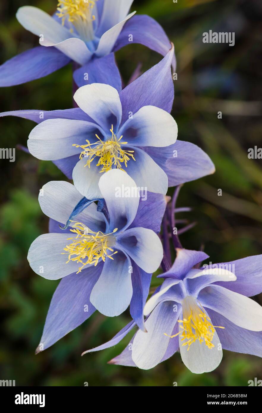 Rocky Mountain Columbine (Aquilegia coerulea), Colorado, États-Unis, par Bruce montagne/Dembinsky photo Assoc Banque D'Images