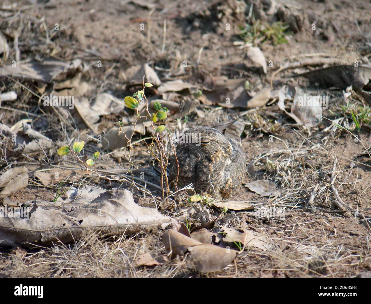 une boîte de nuit de savane camouflée sur le sol à tadoba andhari réserve de tigre en inde Banque D'Images