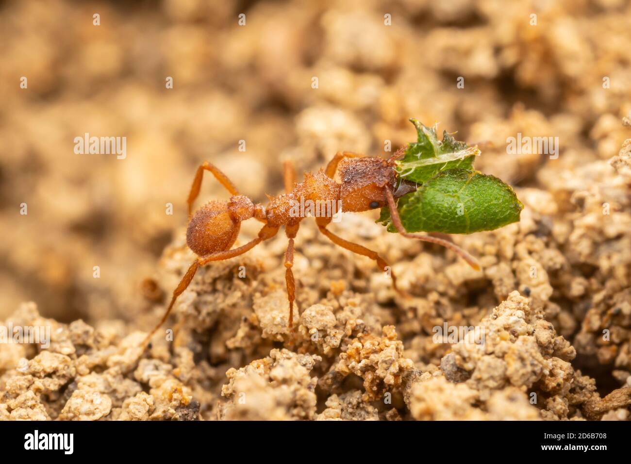 Un champignon du Nord l'élevage Ant (Trachymyrmex septentrionalis) ramène une partie de la feuille à sa colonie. Banque D'Images