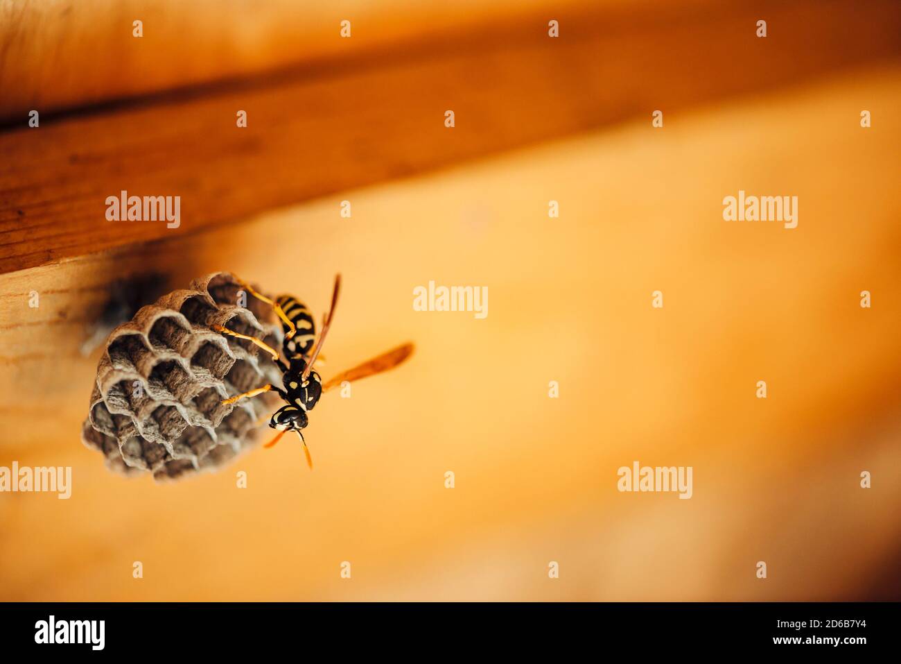 Une petite guêpe protège ses nids de miel en macro. Insecte noir jaune rayé dangereux gros plan. Vespiary avec espace de copie sur fond de bois. Sauvegarde Banque D'Images