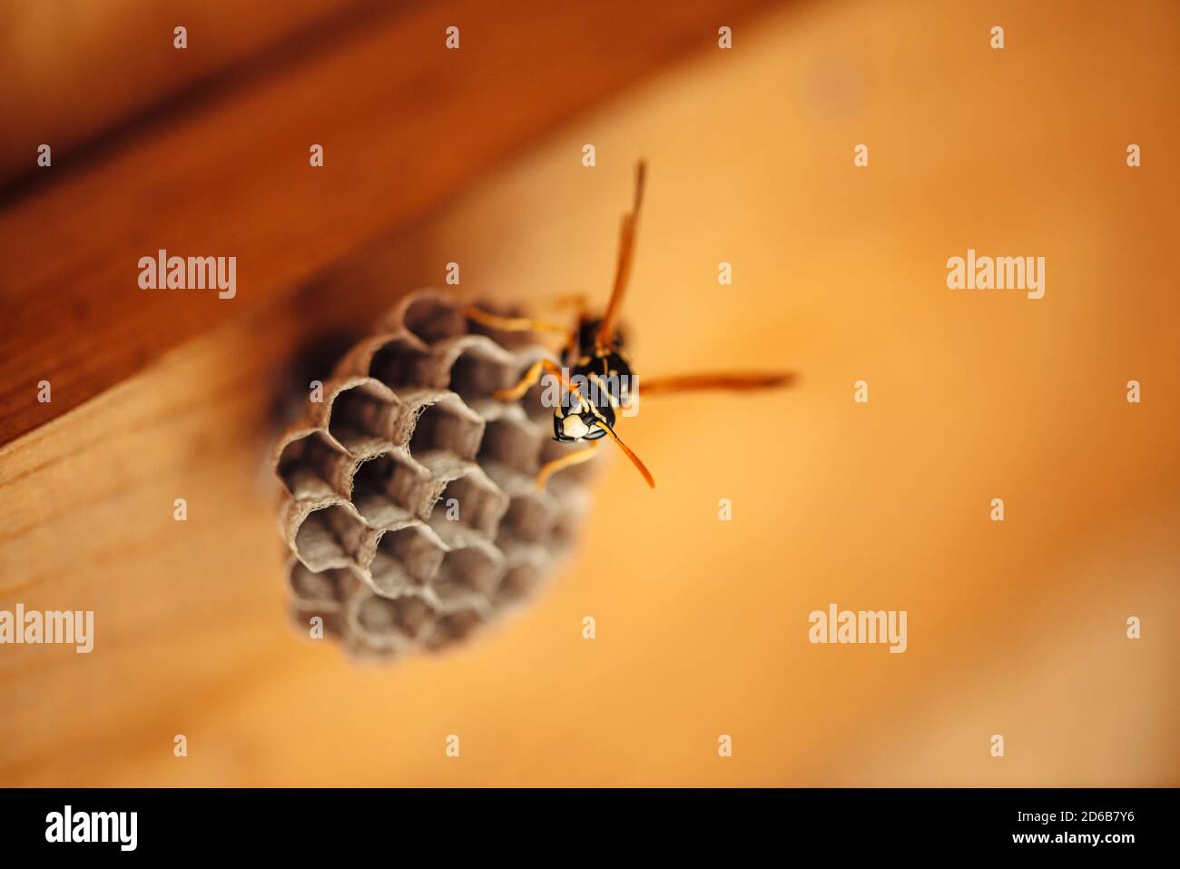 Une petite guêpe protège ses nids de miel en macro. Insecte noir jaune rayé dangereux gros plan. Vespiary avec espace de copie sur fond de bois. Sauvegarde Banque D'Images