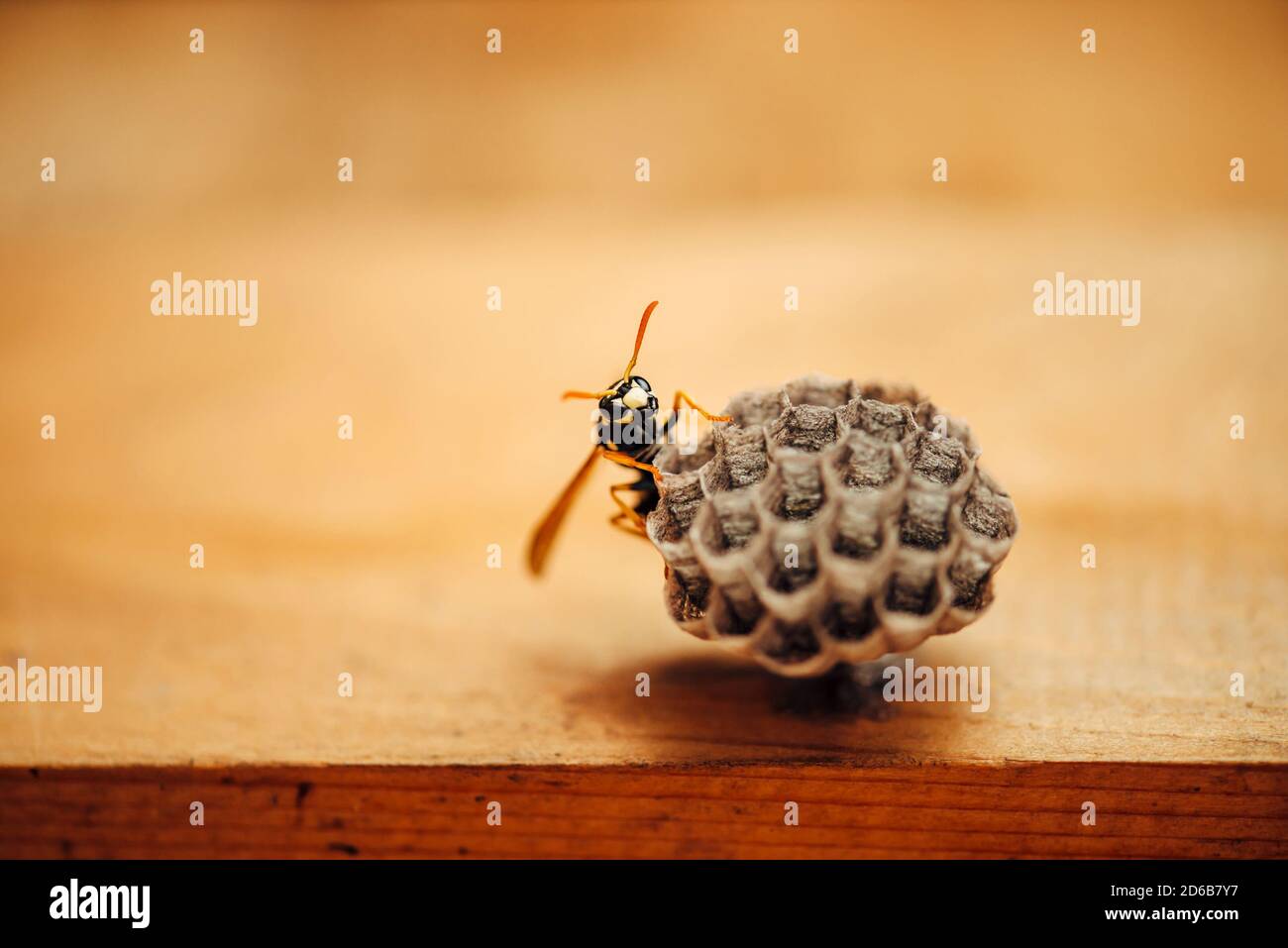 Une petite guêpe protège ses nids de miel en macro. Insecte noir jaune rayé dangereux gros plan. Vespiary avec espace de copie sur fond de bois. Sauvegarde Banque D'Images