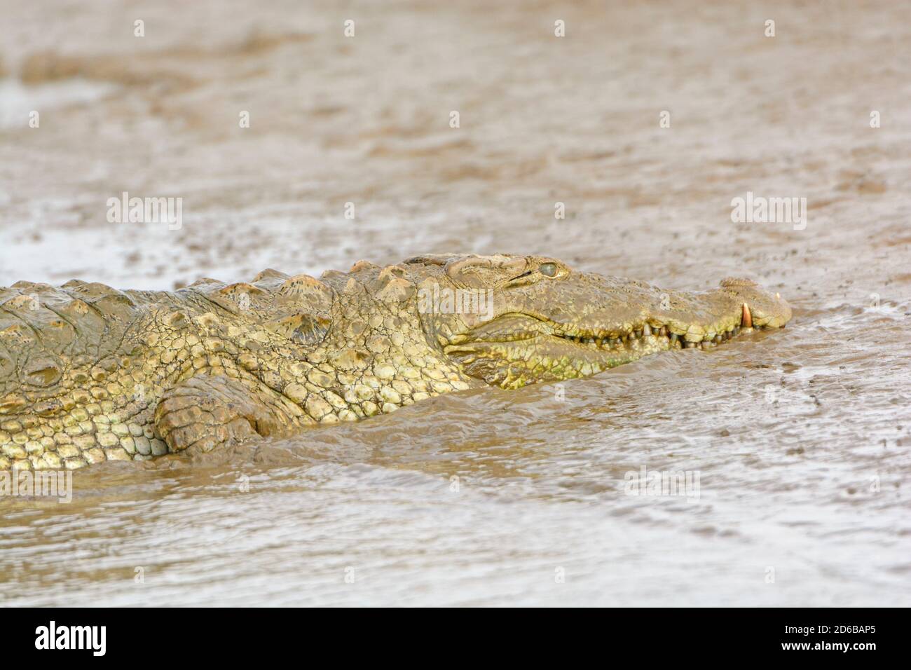 Vue de la tête d'un agresseur sur le crocodile de la rivière Donets dans Nagarole Parc National en Inde Banque D'Images