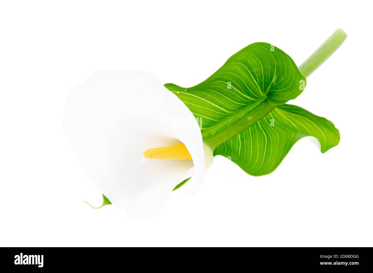 Fleur blanche délicate de Calla isolée sur fond blanc Banque D'Images