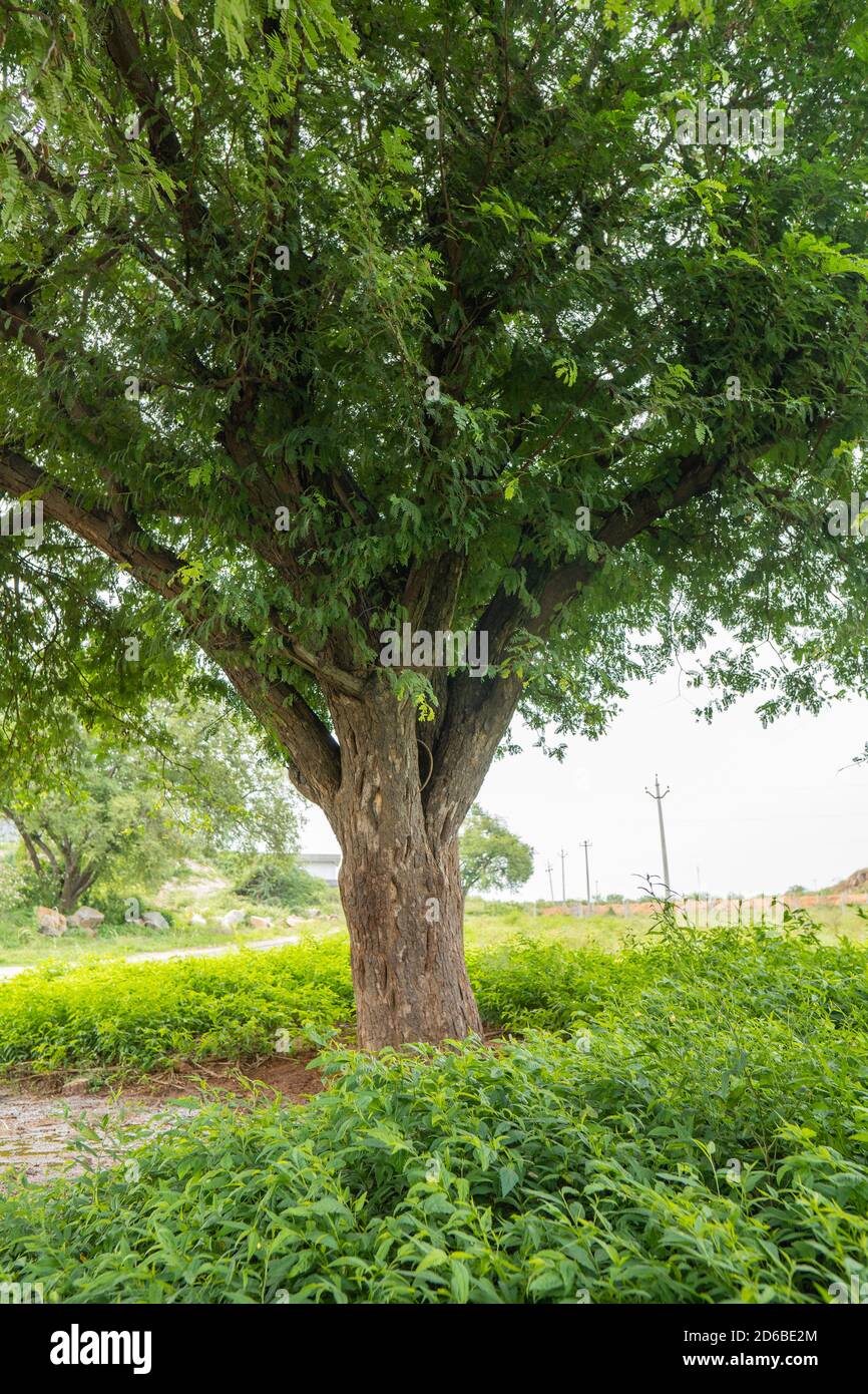 Base d'arbre de tamarin forte pleine de vert en hiver Banque D'Images