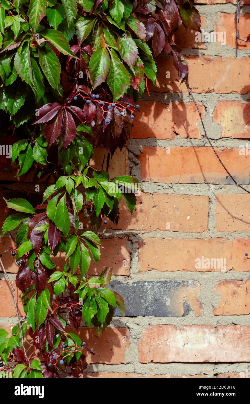 Mur en brique rouge avec feuilles de raisin sauvage. Toile de fond créative classique pour de nombreuses tâches de conception. Copier l'espace. Sans personne. Banque D'Images