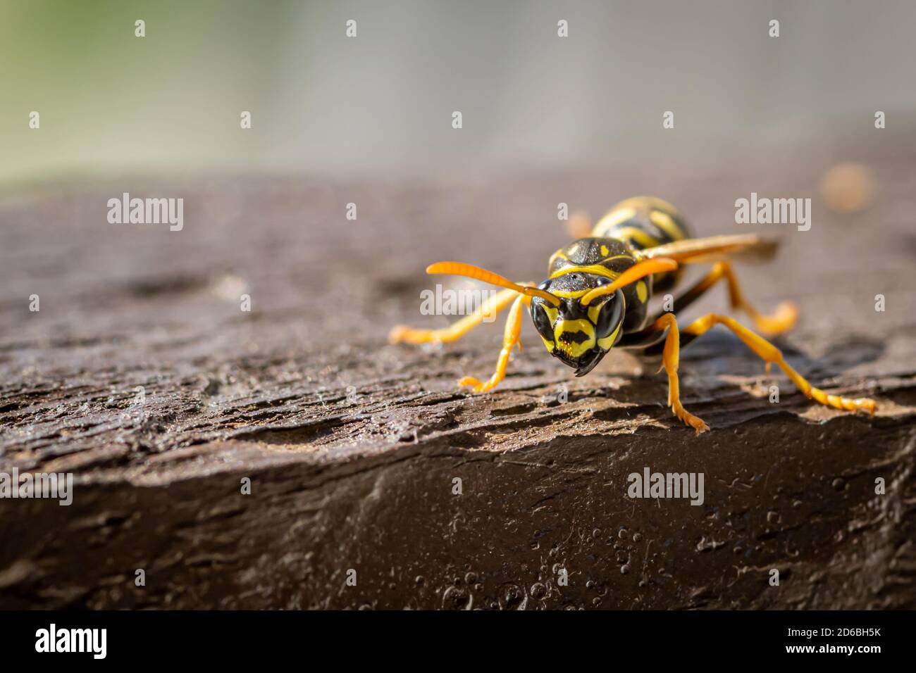 La guêpe de papier européenne (Polistes dominula) est posée sur une rambarde en bois Banque D'Images