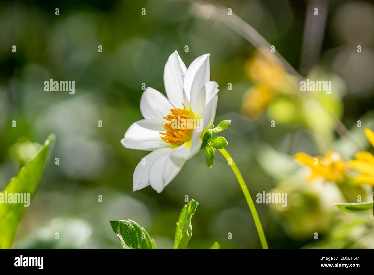 Dahlia impérialis ou arbre de cloche dahlia dans le jardin Banque D'Images