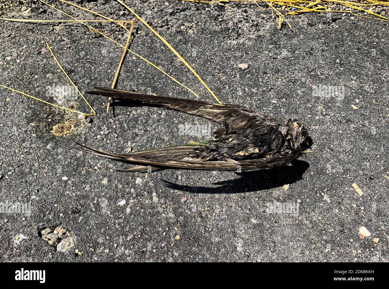 La mort malheureuse d'un oiseau volant: Avaler. Le cadavre après la mort une semaine plus tard. Banque D'Images