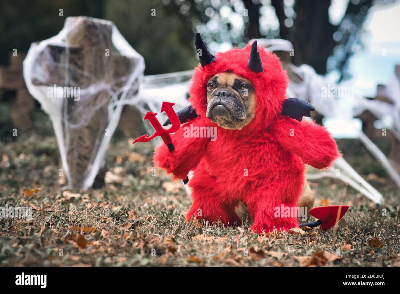 Drôle de chien de Buldog français portant le cotum rouge Halloween diable  avec de fausses armes tenant la fourche, avec queue de diable, des cornes  et des ailes de chauve-souris noires Photo