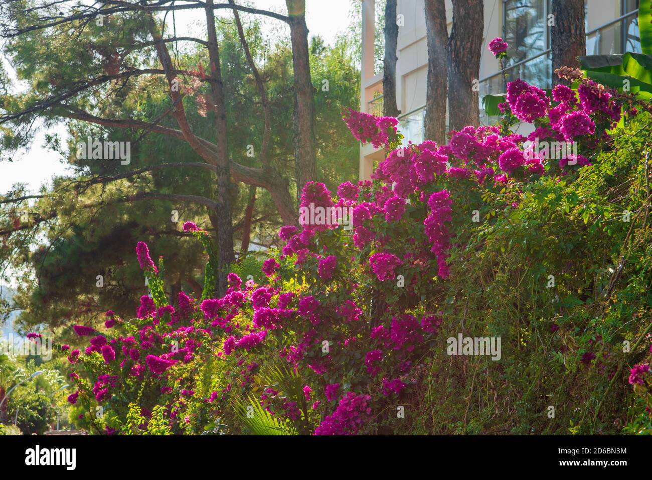 belle haie de fleurs dans la lumière de fond au coucher du soleil. Jardin d'été turc Banque D'Images