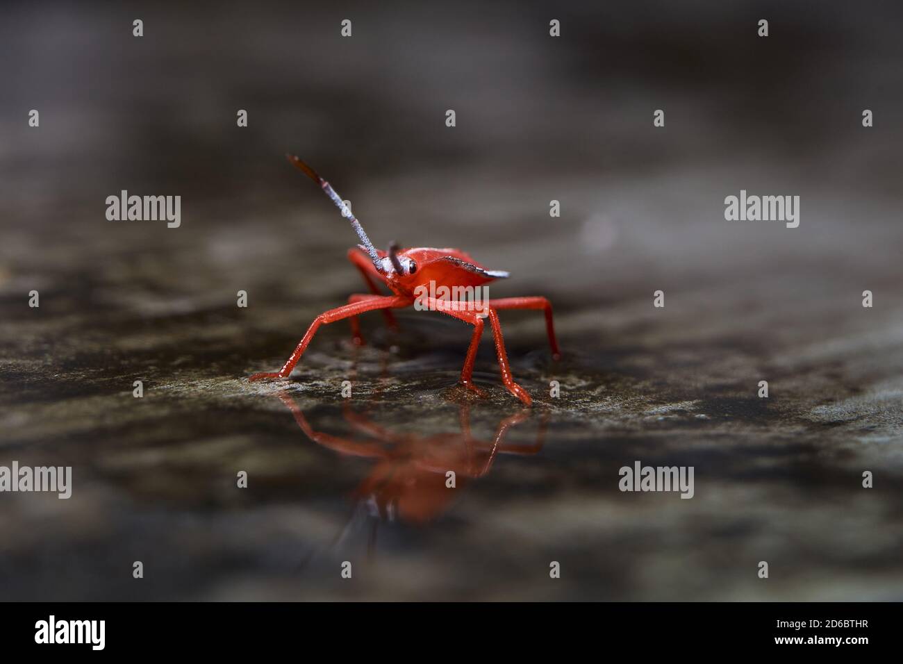 image macro d'un petit insecte rouge, avec mise au point sélective Banque D'Images