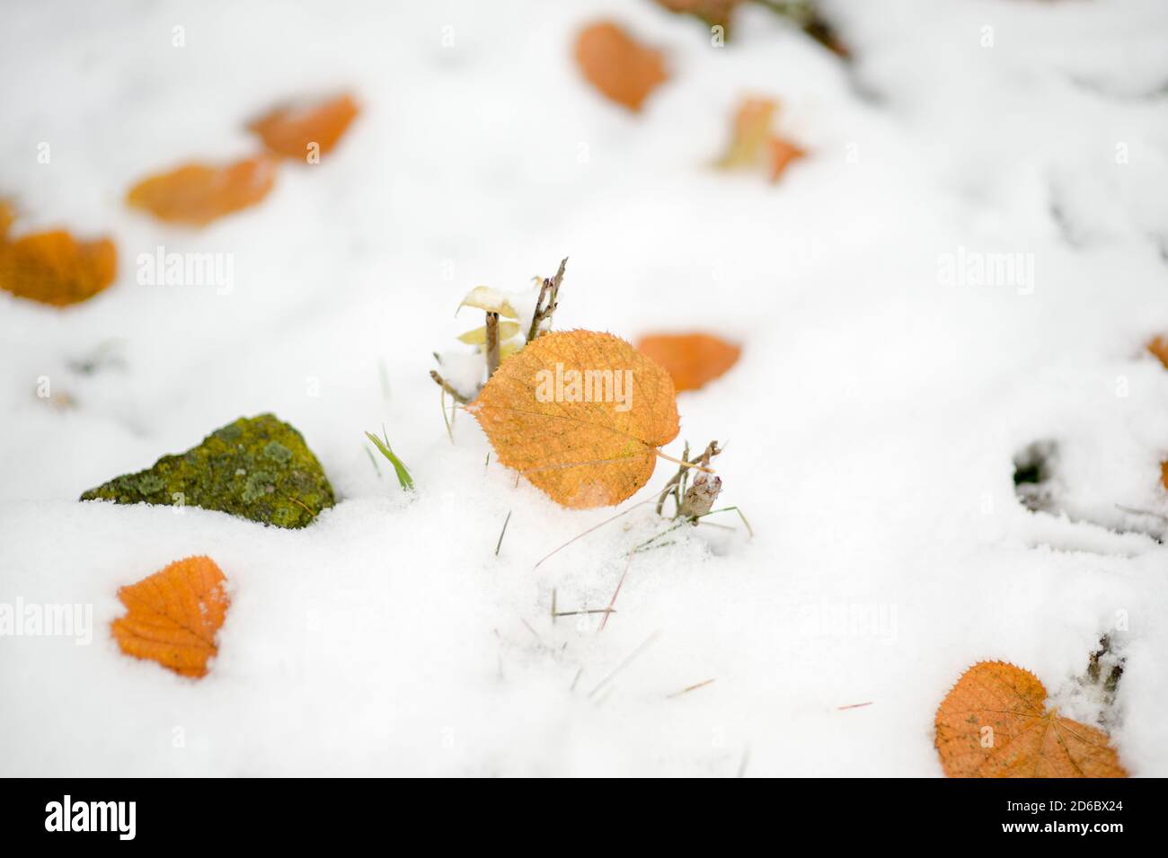 feuilles jaunes tombées couchée sur la neige blanche en automne ou prévision des conditions météorologiques en début d'hiver Banque D'Images