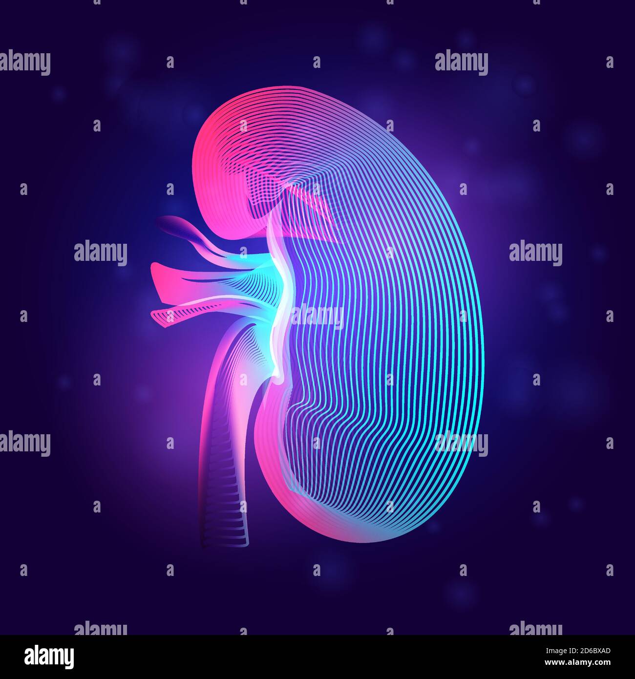 Structure médicale rénale humaine. Illustration vectorielle de l'anatomie d'organe de la partie du corps dans un style de dessin au trait 3d sur un arrière-plan abstrait néon Illustration de Vecteur