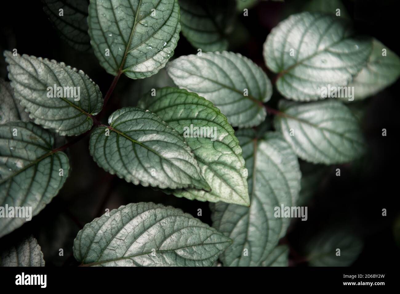 texture abstraite de la feuille verte, feuille argentée scintillante, arrière-plan de la nature, feuille tropicale Banque D'Images