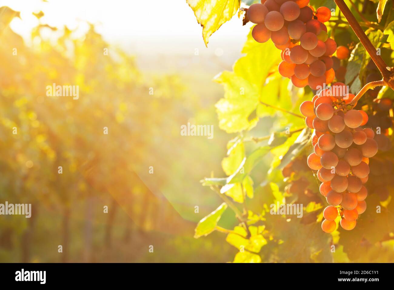 Raisins rouges dans un vignoble un matin ensoleillé en automne, l'objectif est flambés Banque D'Images