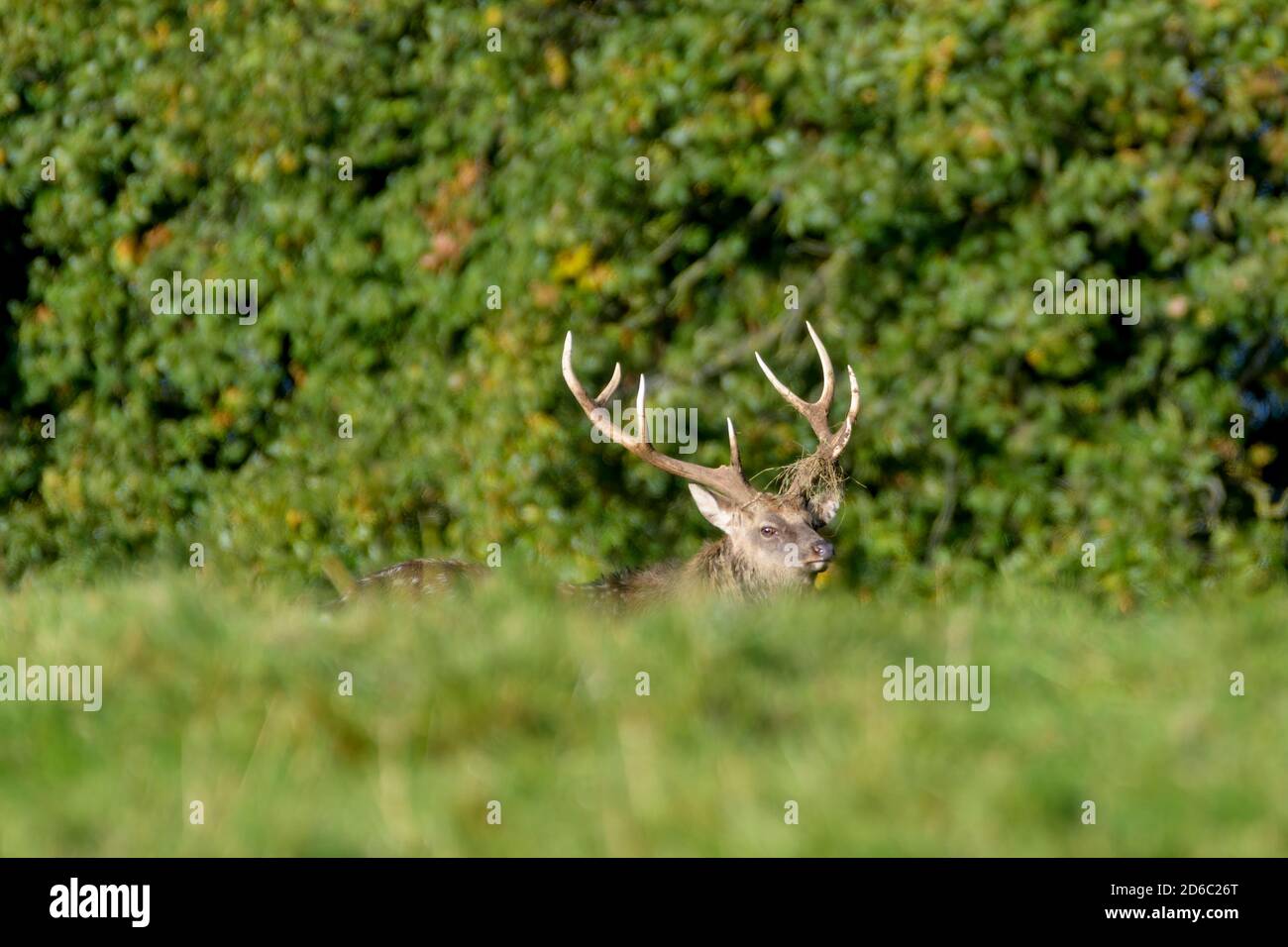 Red Deer rut, Studley Royal, North Yorkshire Banque D'Images