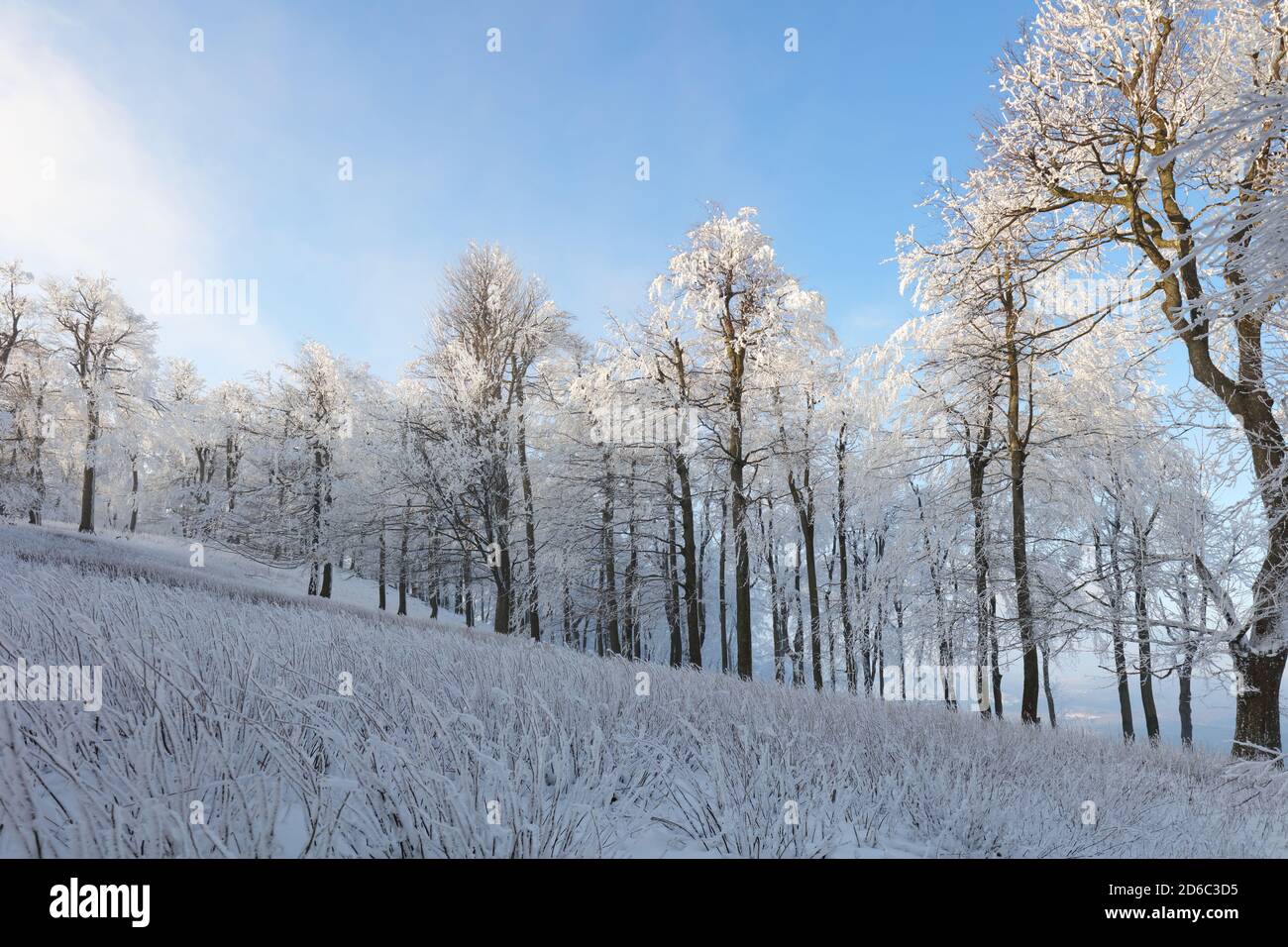 Forêt en hiver avec un paysage de neige et brouillard Banque D'Images