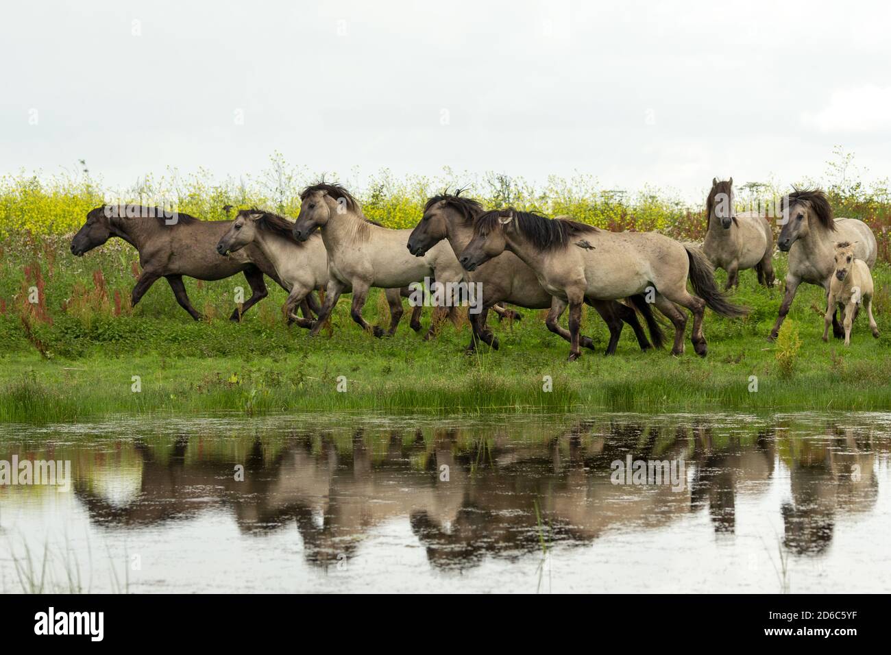 Réserve naturelle de chevaux sauvages konik oostvaardersplassen Flevoland pays-Bas europe Banque D'Images