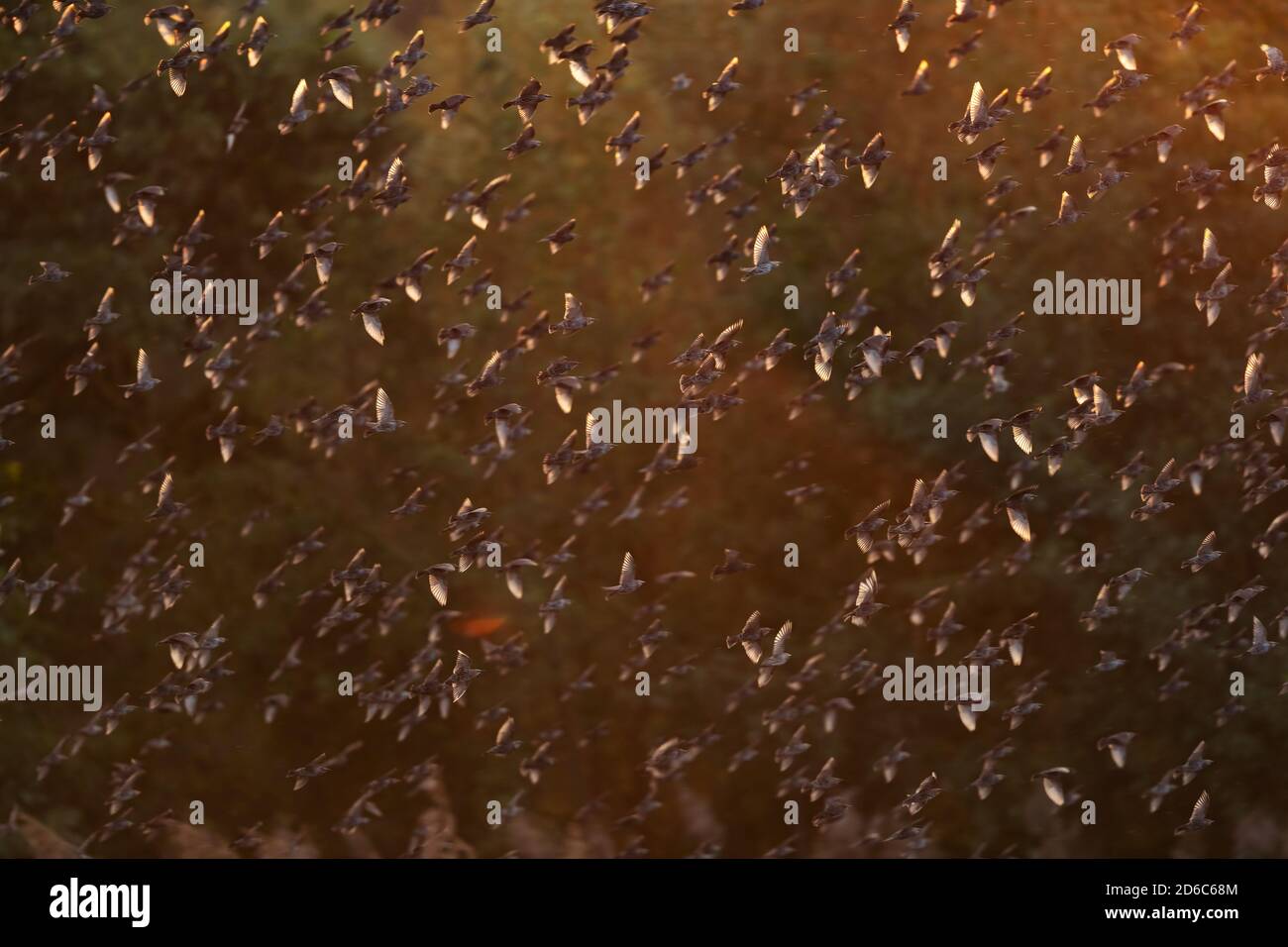Un troupeau d'étoiles communes (Sturnus vulgaris) voler au-dessus de lui est la nuit roost Banque D'Images