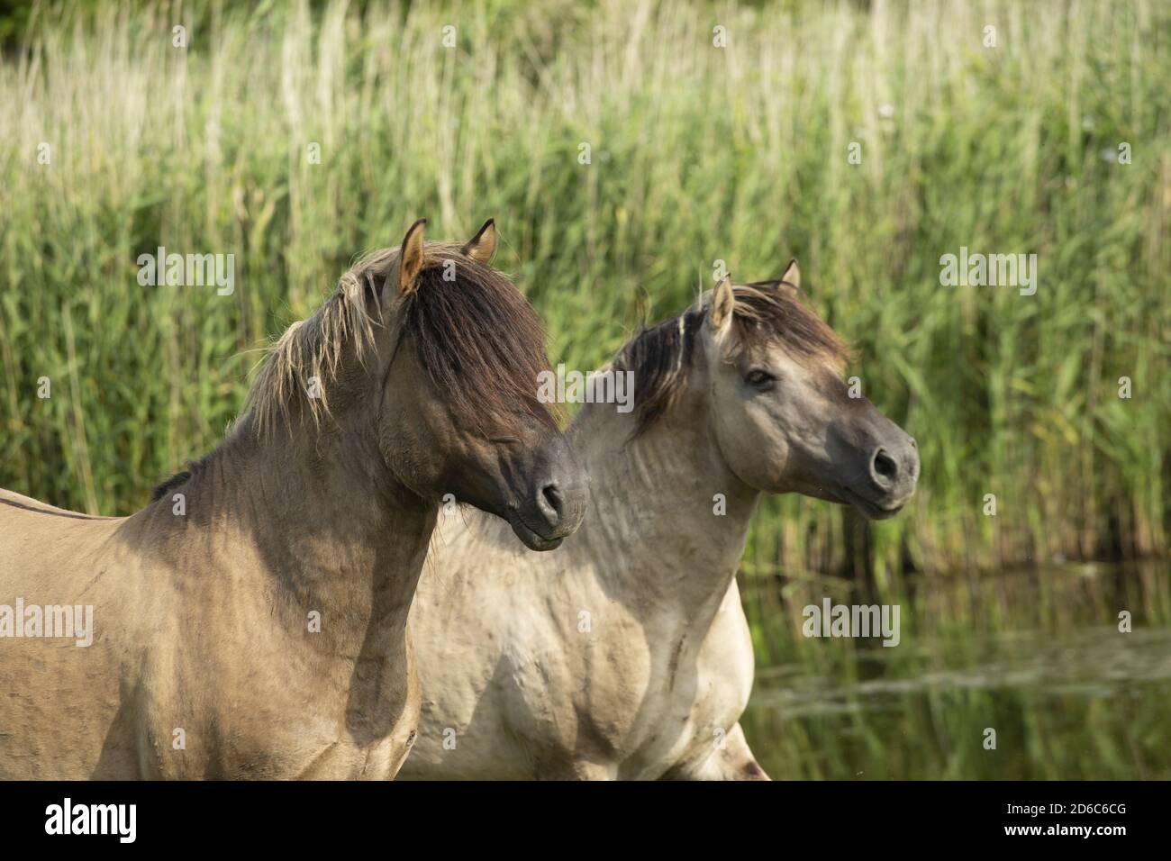 Réserve naturelle de chevaux sauvages konik oostvaardersplassen Flevoland pays-Bas europe Banque D'Images