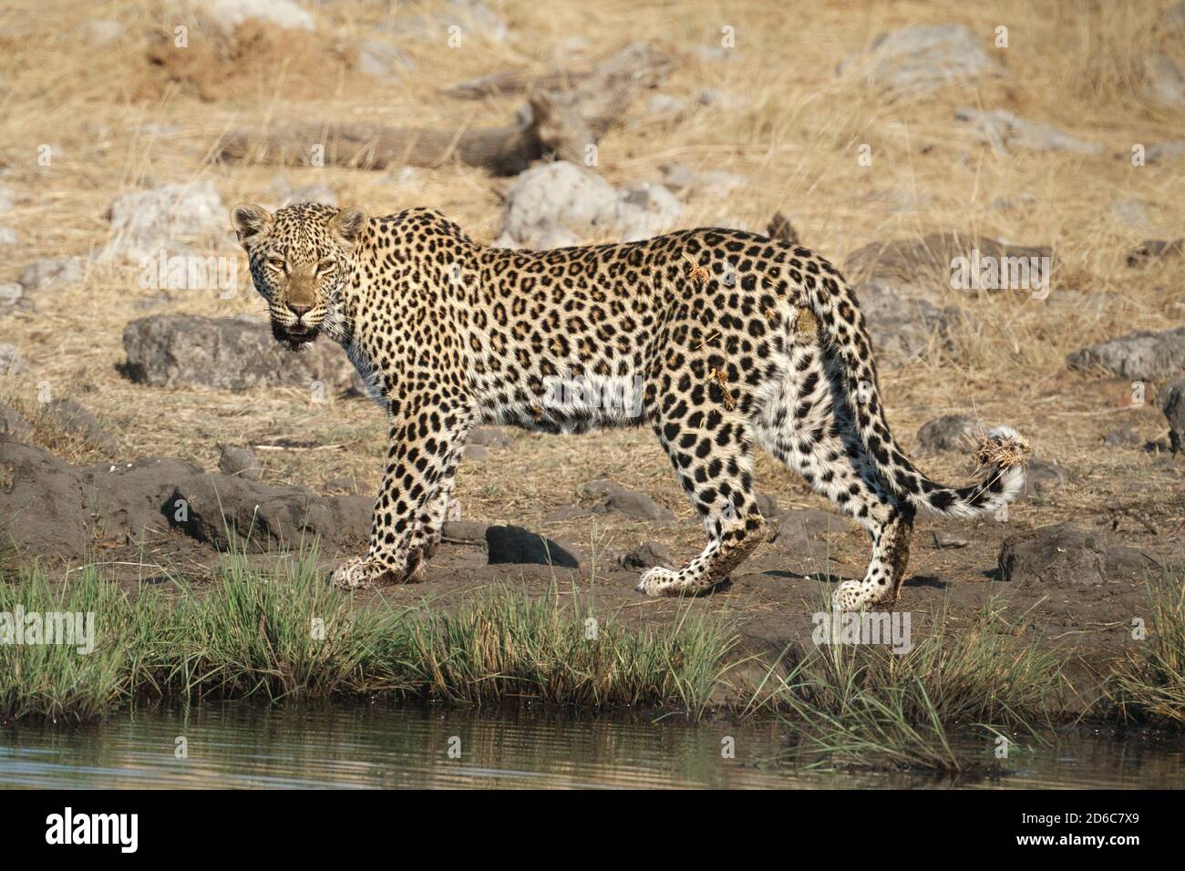 Portrait léopard (Panthera pardus), animal sauvage regarde dangereusement dans l'appareil photo. Parc national d'Etosha, Namibie, Afrique Banque D'Images