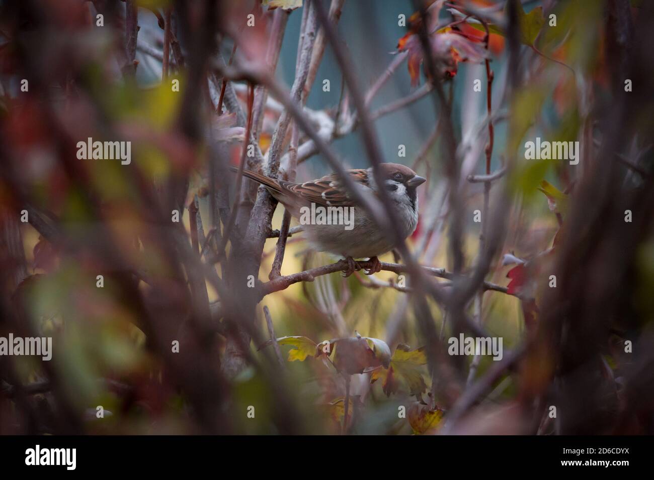 Moineau eurasien (Passer montanus) assis sur des branches de brousse, Waldviertel, Autriche Banque D'Images
