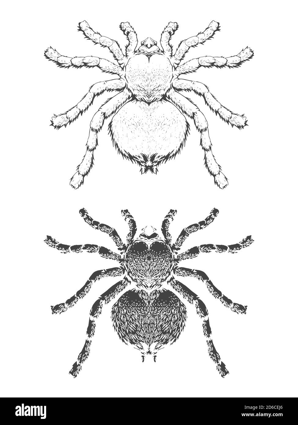 Illustration vectorielle avec araignée dessinée à la main. Deux variantes de l'insecte: Contour et silhouette. Dans un style réaliste. Isolé sur l'arrière-plan withe. Illustration de Vecteur