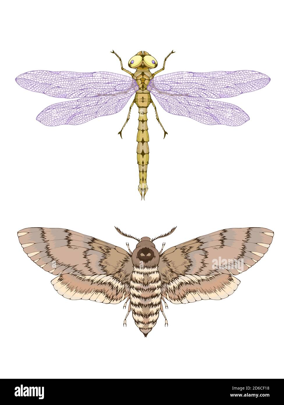 Illustration vectorielle avec deux insectes dessinés à la main : la libellule et la teigne de la tête morte. Image couleur de style réaliste. Isolé sur l'arrière-plan withe. Illustration de Vecteur