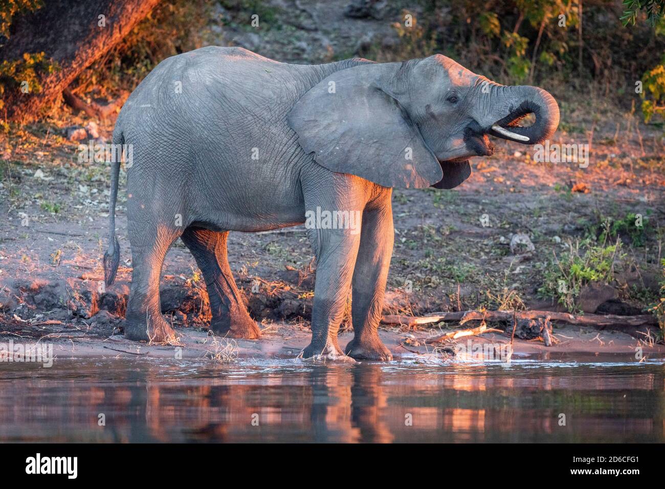 Femelle éléphant debout et de l'eau potable dans la lumière du soleil orange dedans En fin d'après-midi à la rivière Chobe au Botswana Banque D'Images