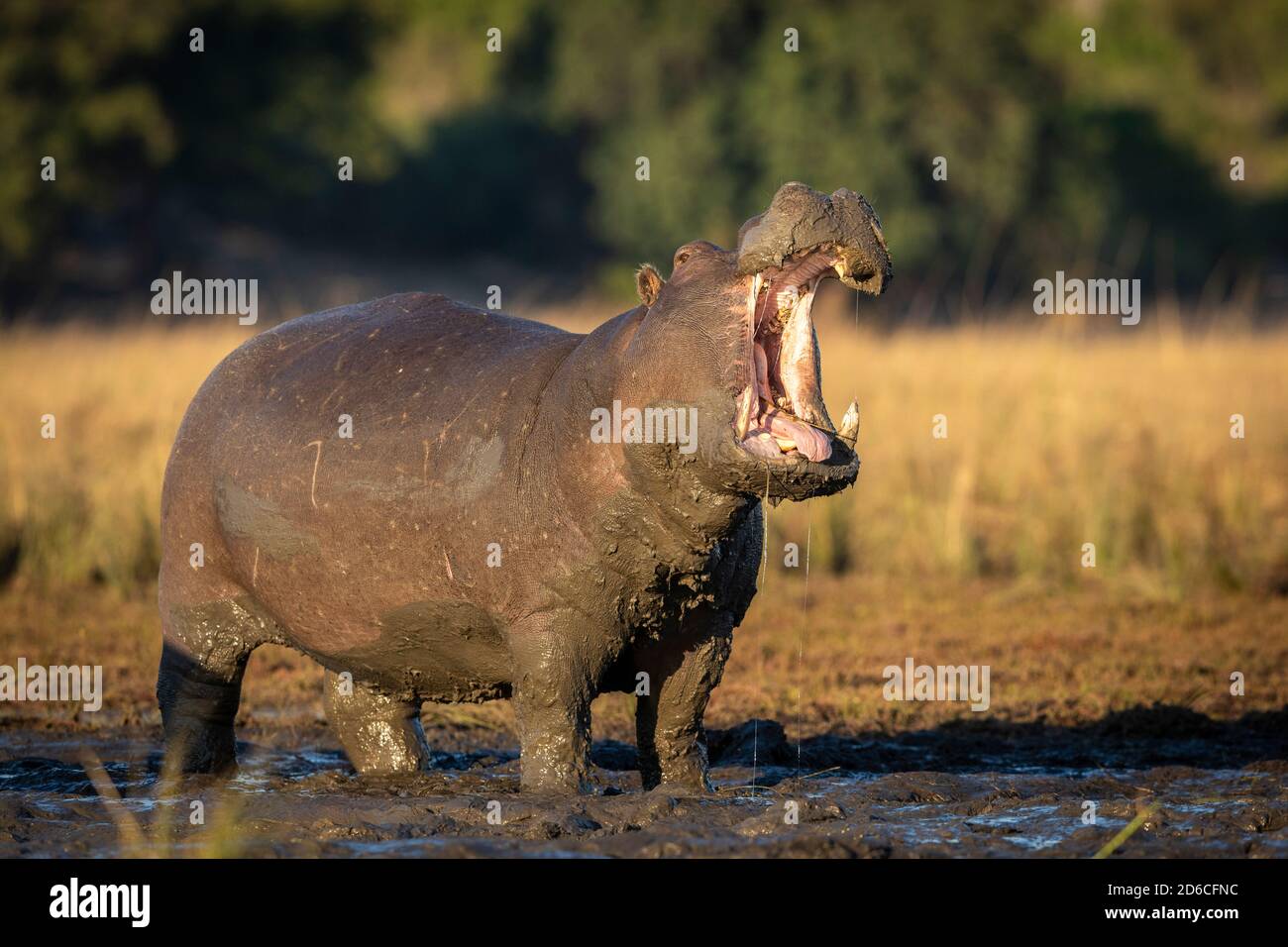 Hippopotame adulte couvert et debout dans un bâillement de boue montrant les dents Le matin, au soleil de la rivière Chobe, au Botswana Banque D'Images