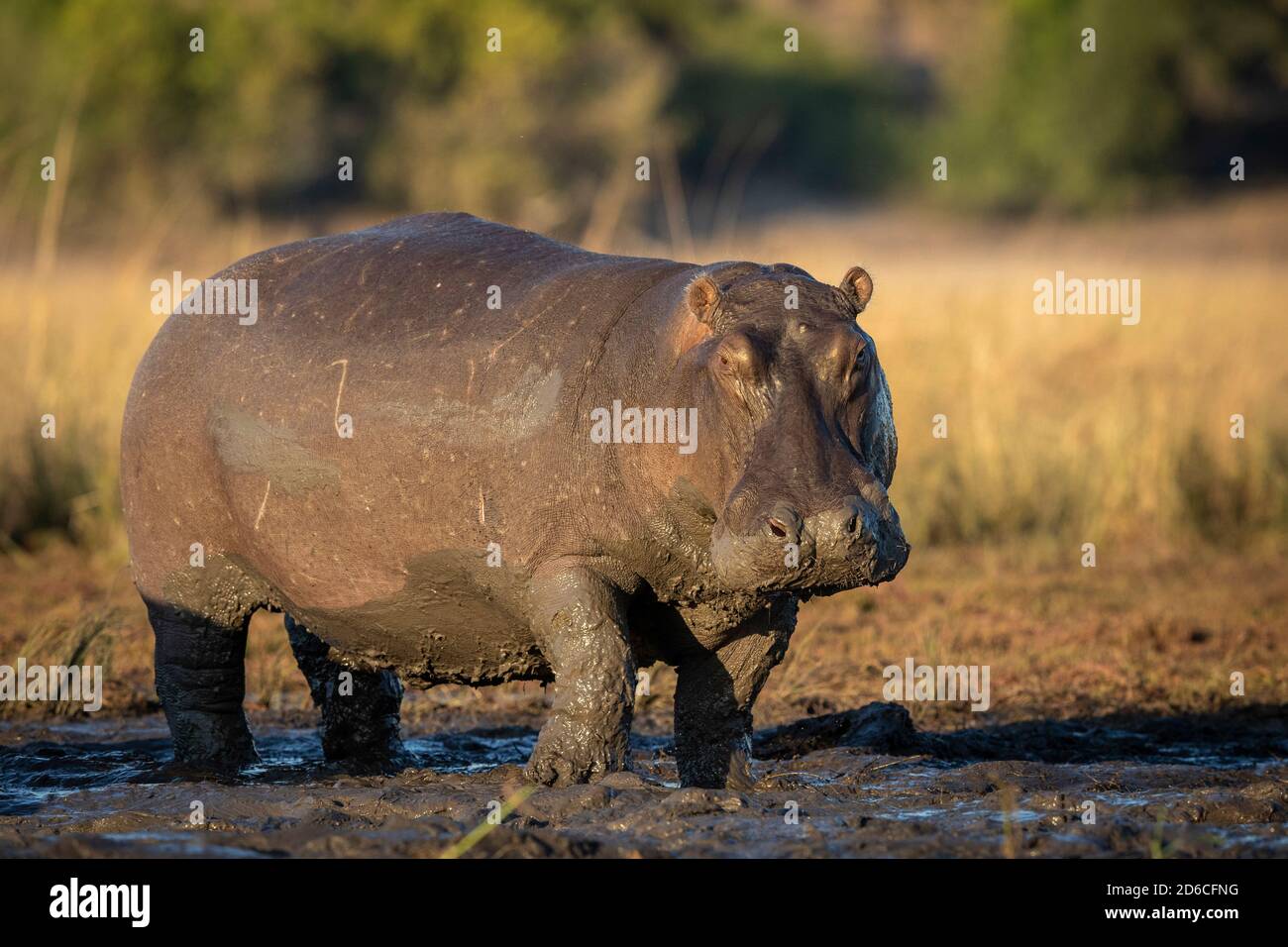 Portrait horizontal d'un hippopotame adulte debout dans la boue Tôt le matin lumière du soleil dans la rivière Chobe au Botswana Banque D'Images