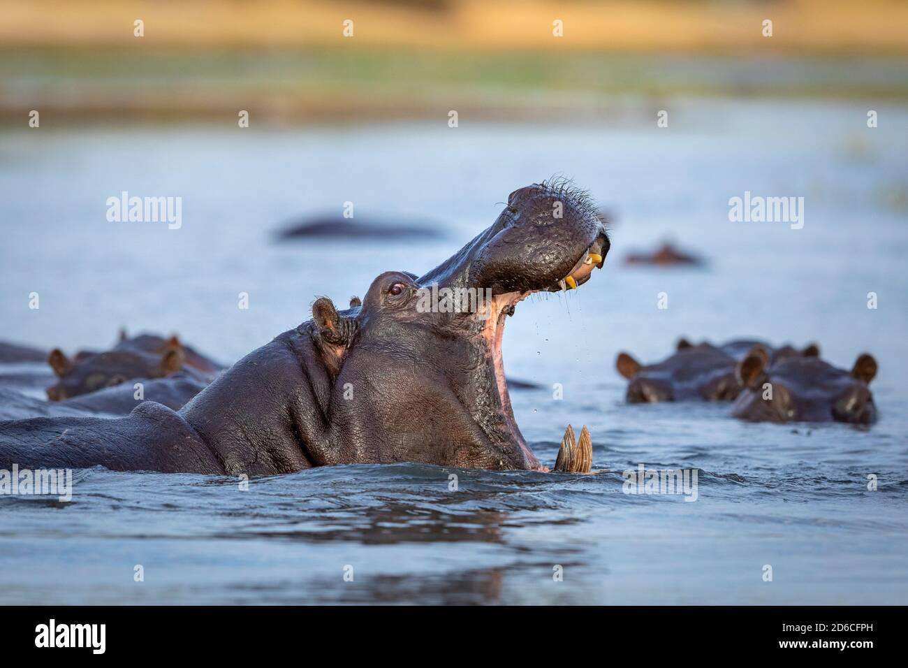 Hippo debout dans l'eau avec sa bouche ouverte montrant le jaune Dents et défenses dans la lumière du matin à Chobe River In Botswana Banque D'Images