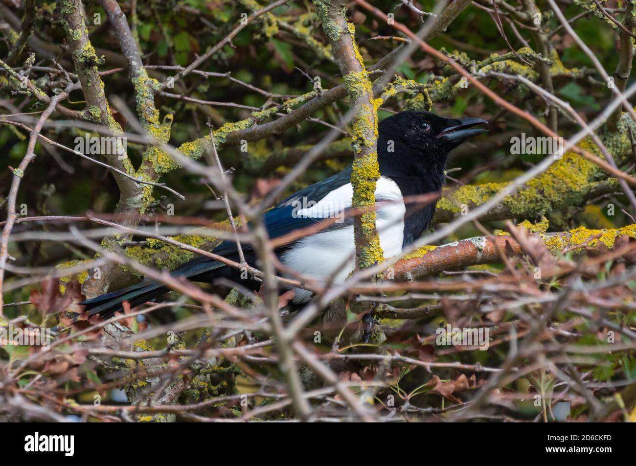 Vue latérale d'un oiseau magpie eurasien (Pica pica) perché au fond d'un arbre en automne à West Sussex, Angleterre, Royaume-Uni. Banque D'Images