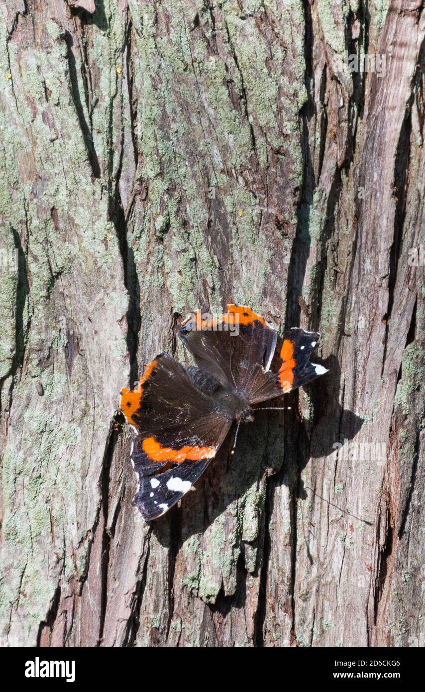 Papillon sur un tronc d'arbre avec des ailes endommagées qui semblent avoir été blessés par d'autres animaux sauvages, en automne en Angleterre, au Royaume-Uni. Banque D'Images