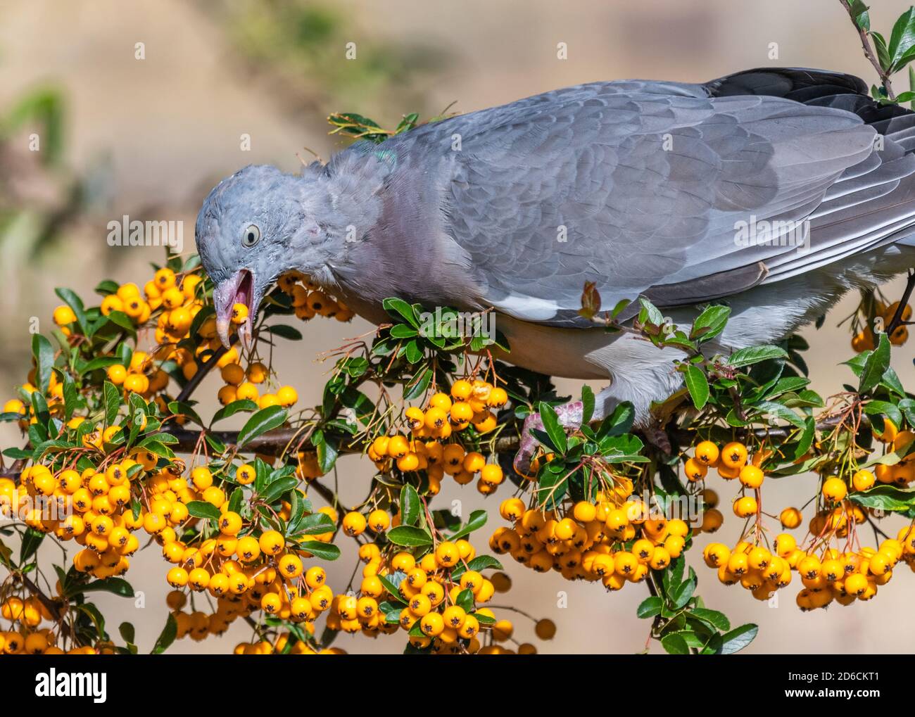 Pigeon féral (Columba livia domestica) manger et se nourrir sur des baies d'orange provenant d'un arbuste de feu (Pyracantha) en automne à West Sussex, Angleterre, Royaume-Uni. Banque D'Images